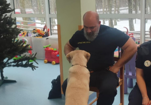 Pies labrador słucha swojego pana