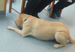 Pies labrador waruje przy nodze pana
